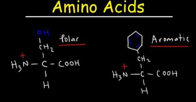 Trình tự acid-amin mâu thuẫn với thuyết tiến hóa