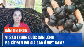 Cảnh giác trước thông tin thu mua bọ xít đen với giá cao của Trung Quốc