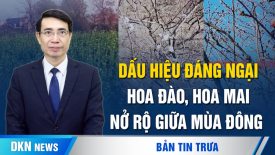 Cư dân mạng Trung Quốc lo lắng khi hoa đào nở rộ giữa mùa đông lạnh giá